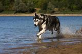 SIBERIAN HUSKY 671